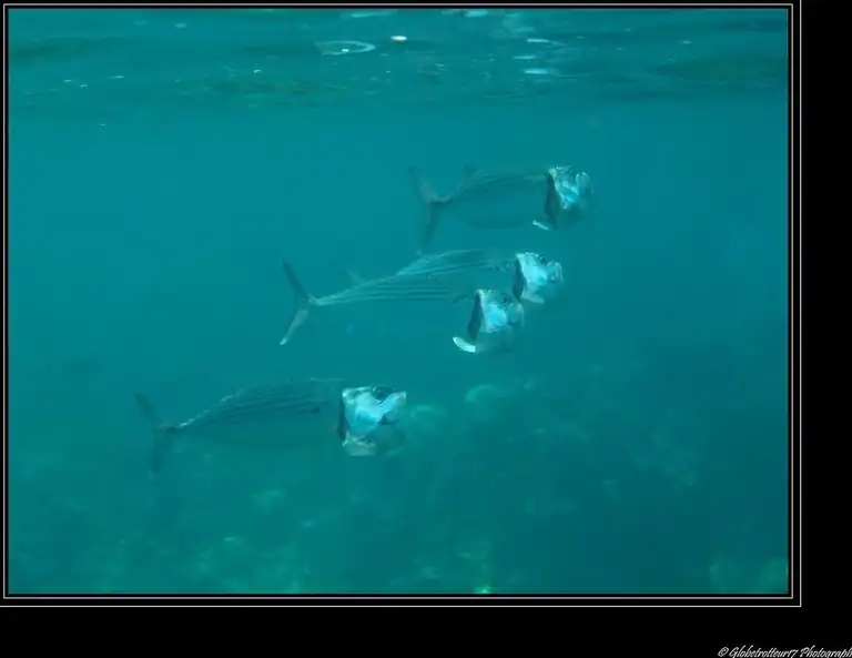 A school of fish in Jemeluk Bay