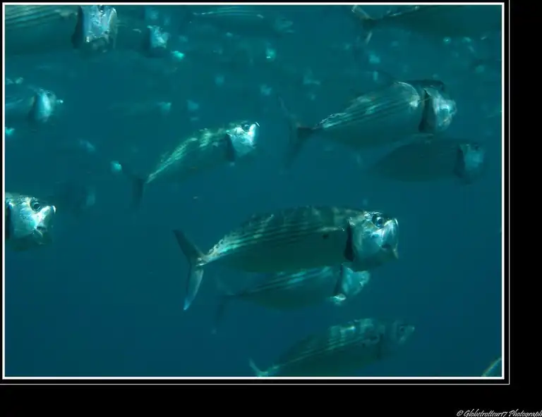 Fish in the shallow water of Jemeluk Bay
