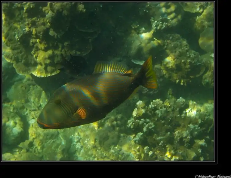 A parrotfish on the coral at Jemeluk