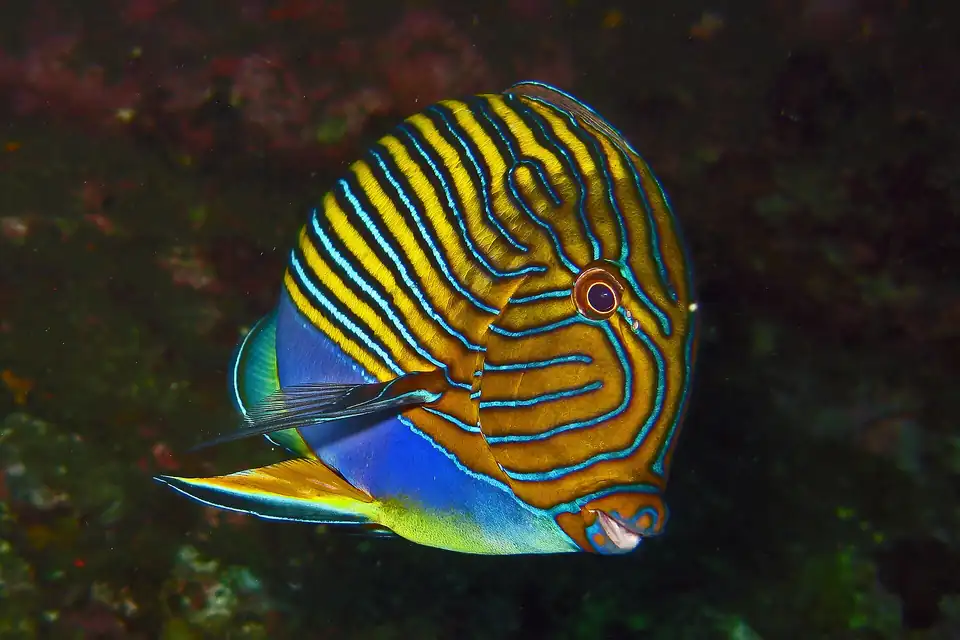 A blue-lined surgeonfish on the reef at Tulamben