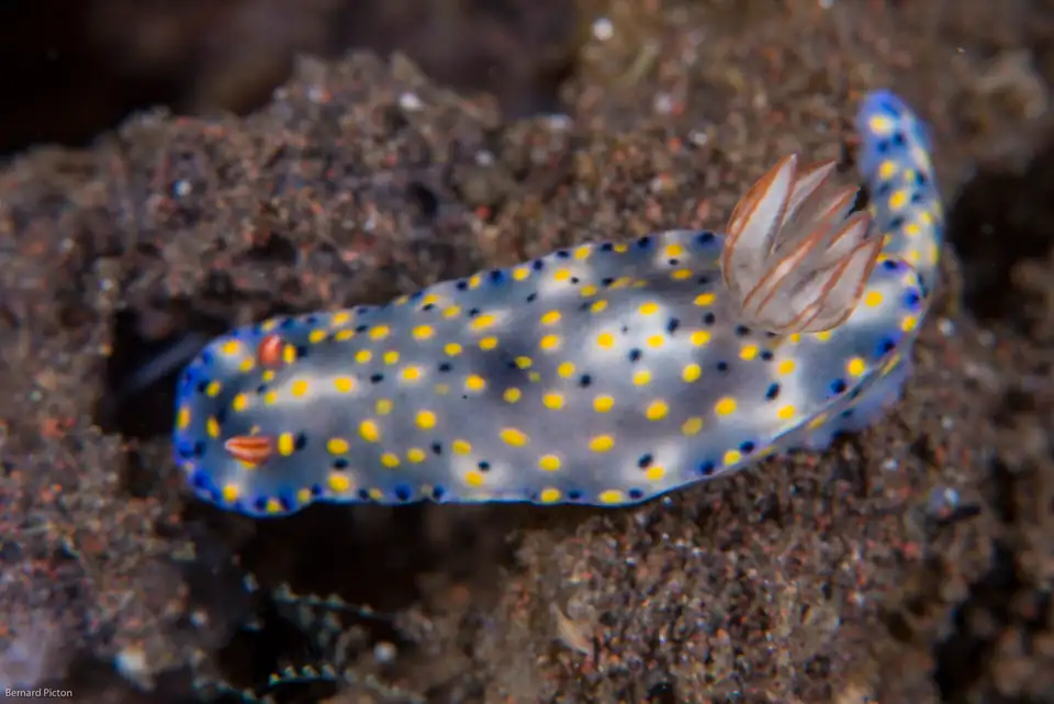 A nudibranch on the sand at Tulamben