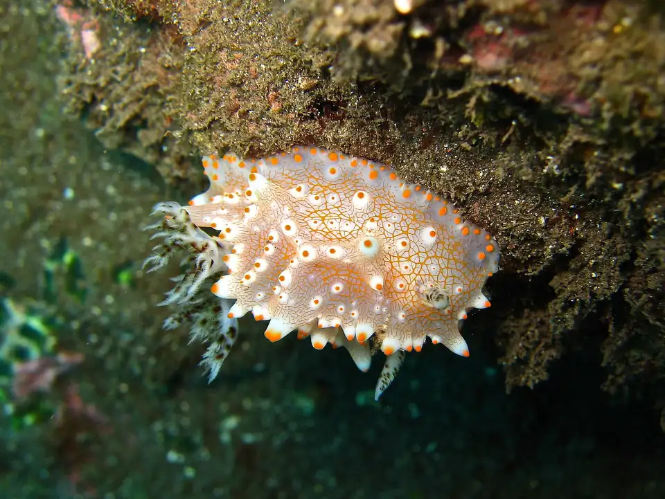 A Halgerda nudibranch, one of Tulamben's macro subjects
