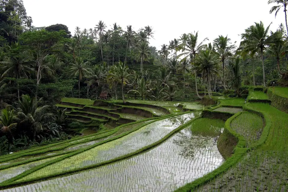 Canggu Rice Fields