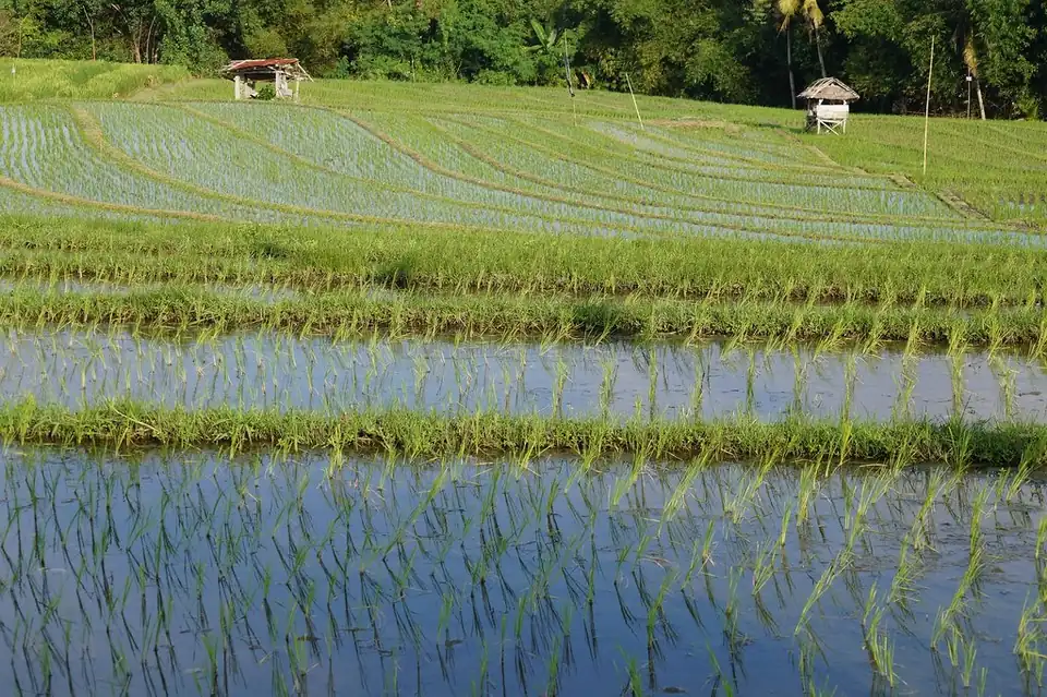 Flooded rice terraces in Canggu