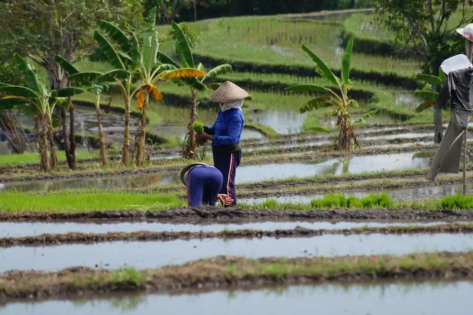 People working in the rice fields of Canggu