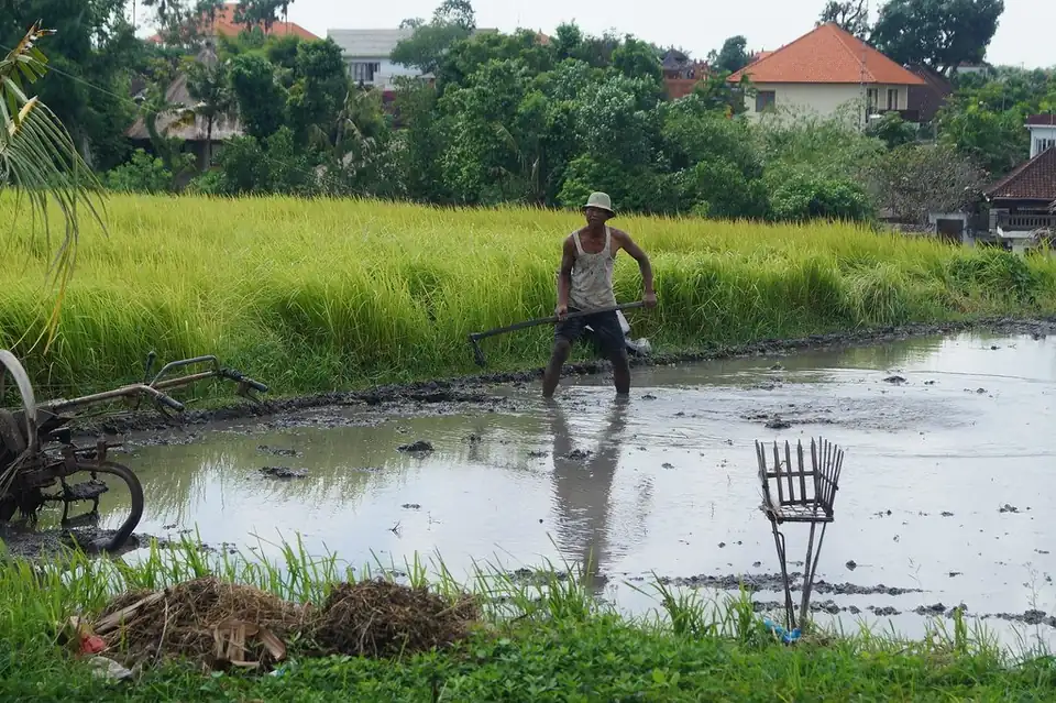 A farmer in a Canggu paddy