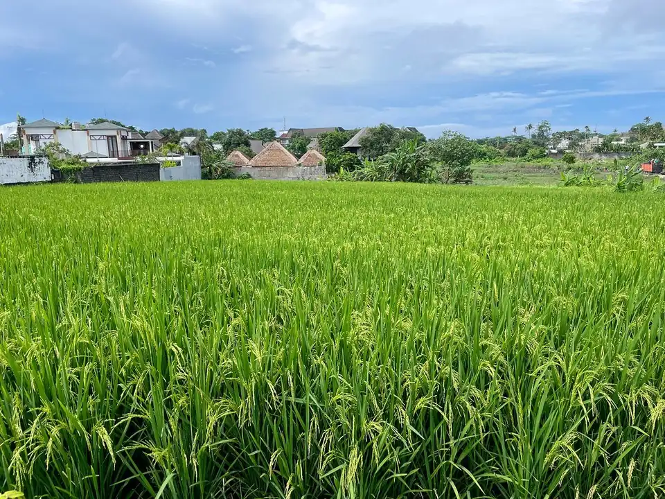 Ripening rice near Canggu, with houses beyond