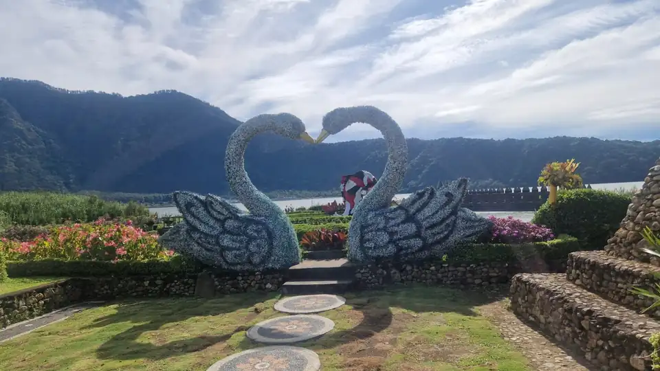 Swan topiary in the temple gardens with the wooded crater rim behind