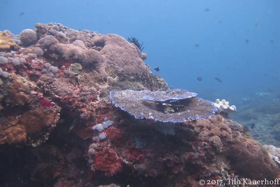 Coral in the water at Crystal Bay