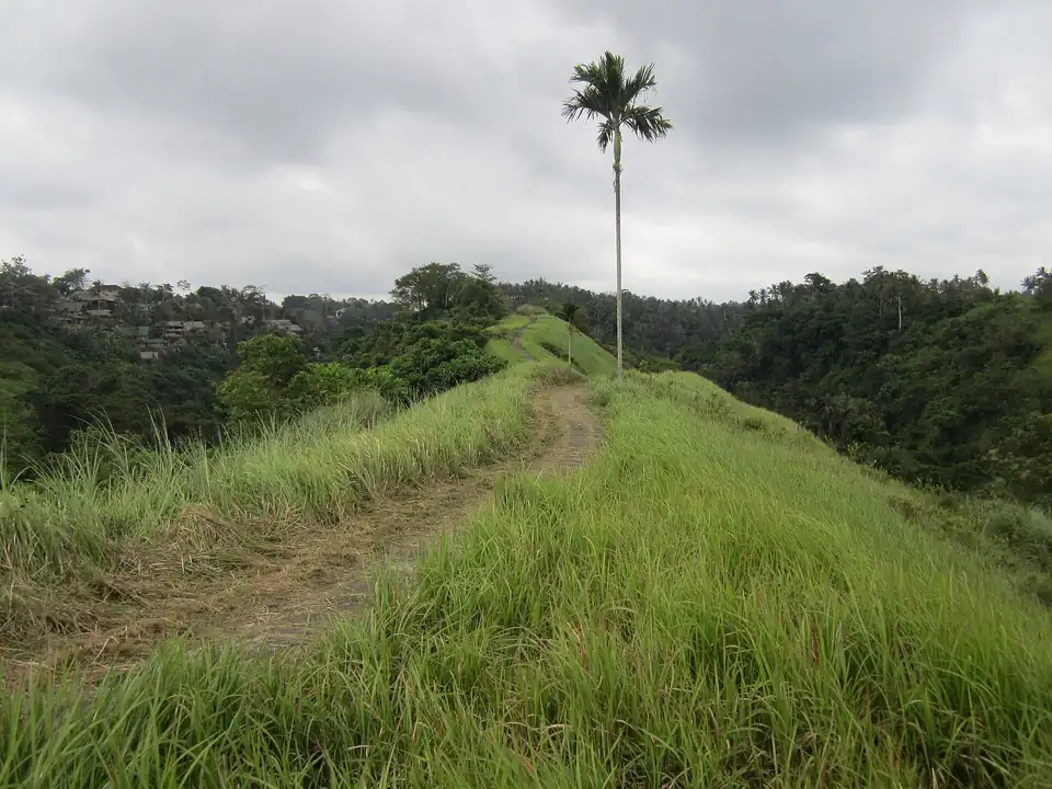 The paved path along the Campuhan ridge