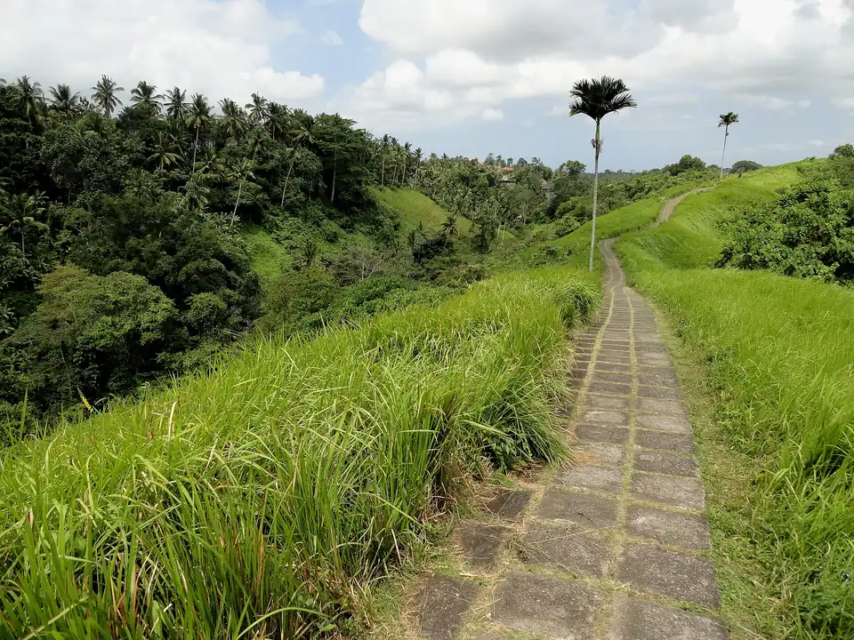 Grass and palms beside the ridge walk