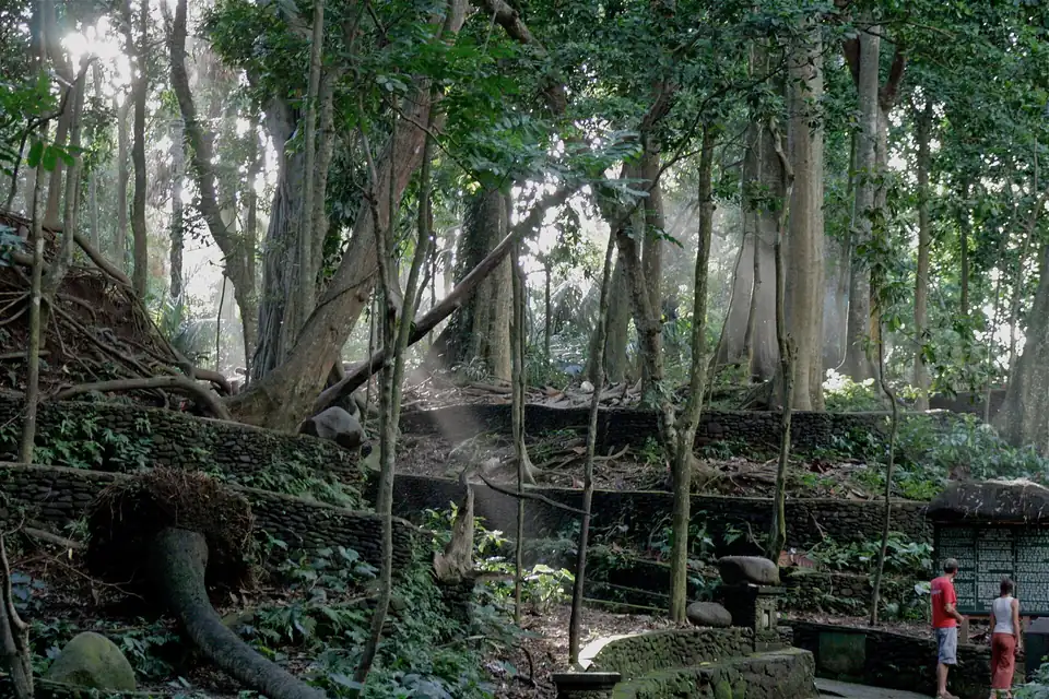 Sunlight through the trees of the Monkey Forest