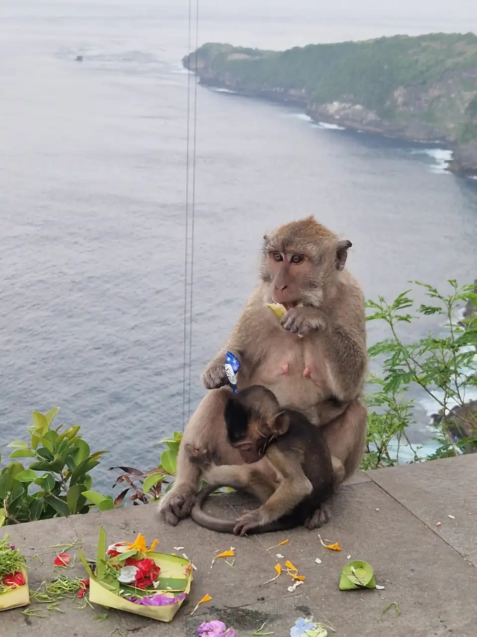 A long-tailed macaque nursing her young on the clifftop wall above the sea at Uluwatu
