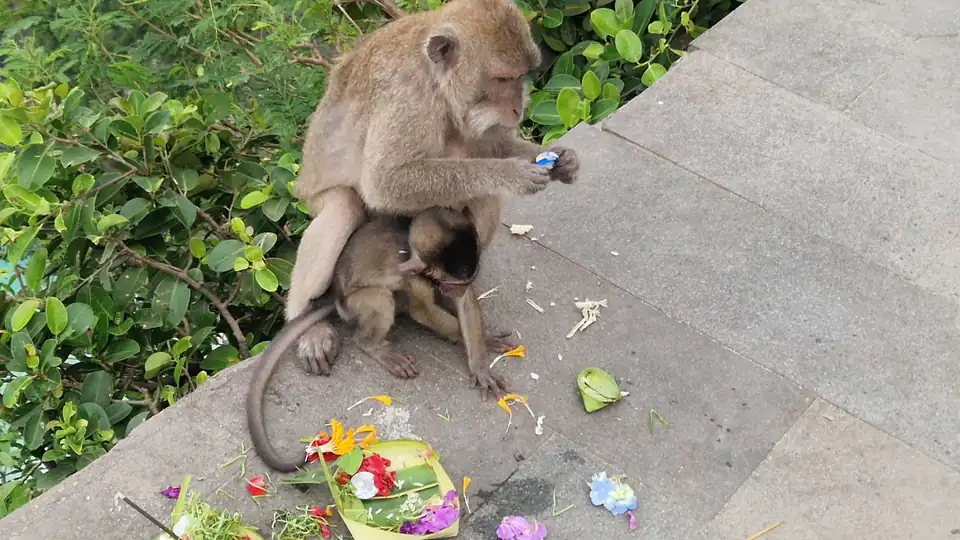 A macaque and her baby picking through canang sari offerings on the temple wall