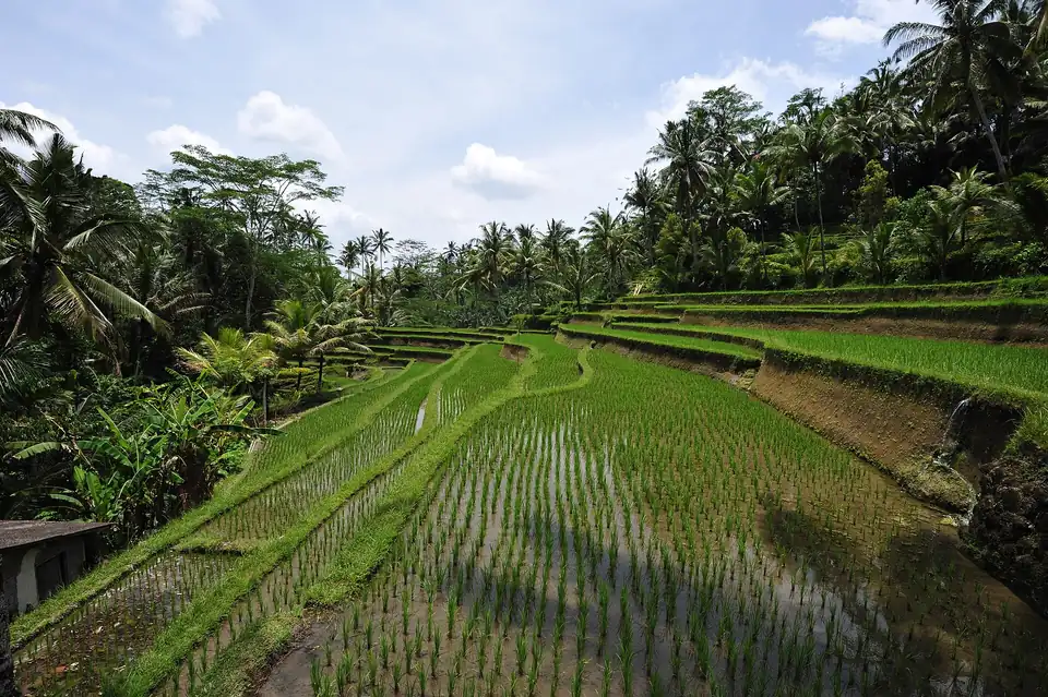 A Bali rice terrace