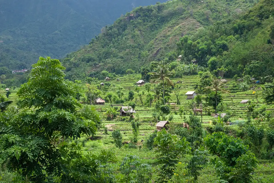 Rice fields and old forest in the valleys of east Bali