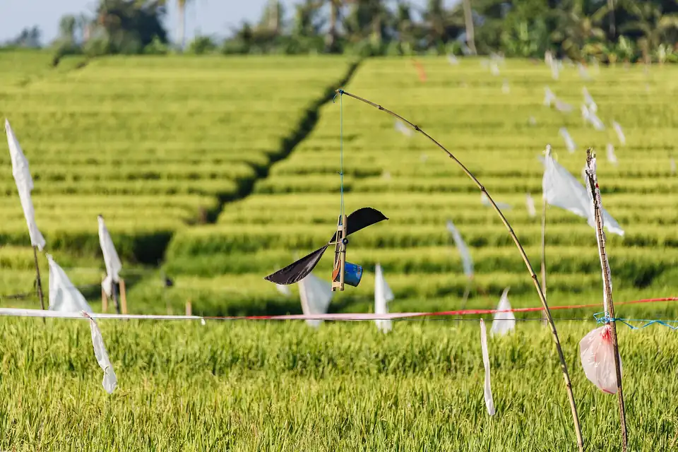 A home-made scarecrow in a paddy field in Gianyar