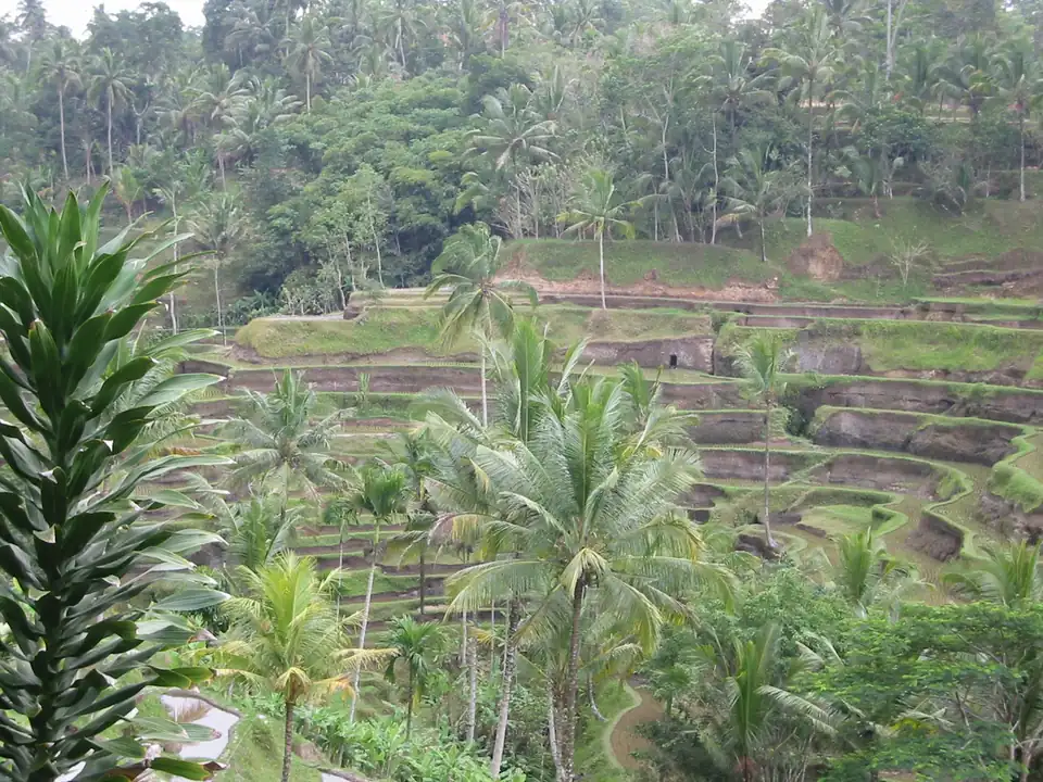 Rice terraces in Bali