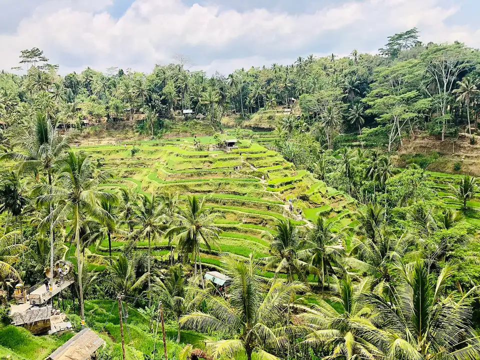 Rice terraces at Tegallalang