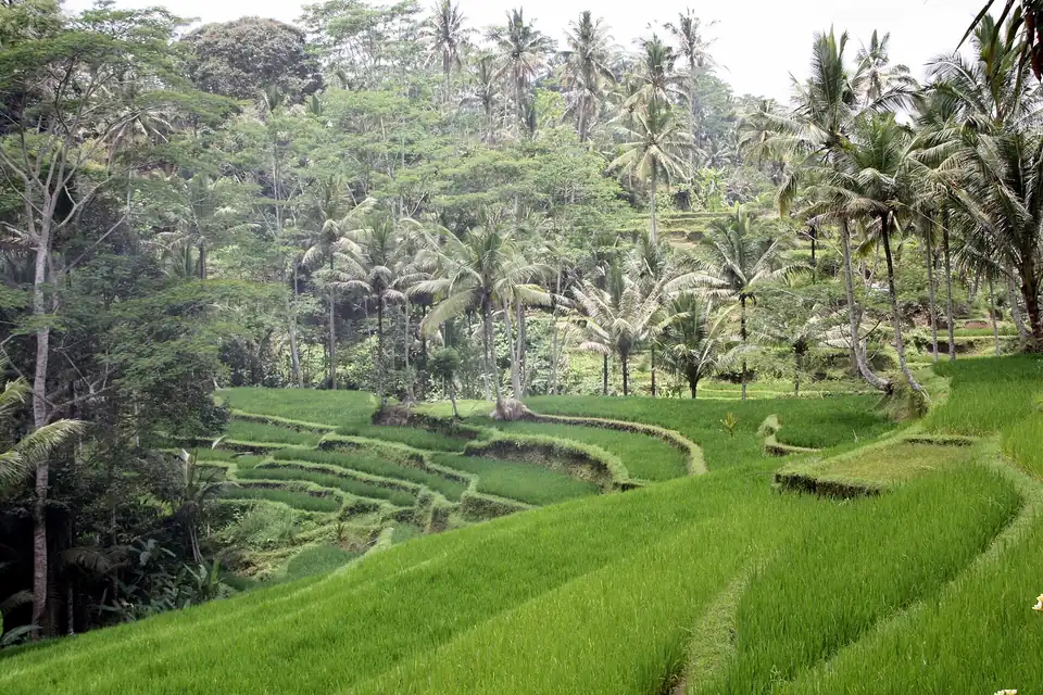 A paddy field in Ubud