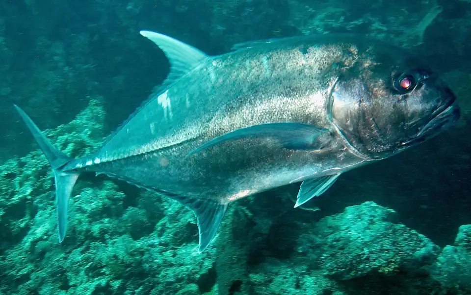 A giant trevally at the Eel Garden site, Menjangan Island