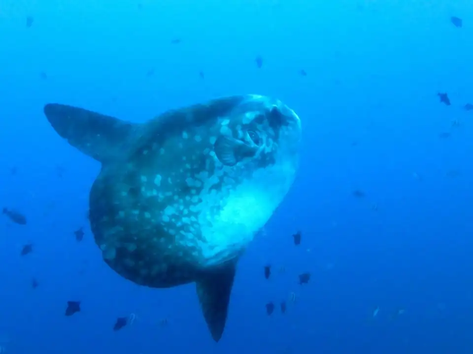 A bump-head mola photographed off the north-west coast of Nusa Penida