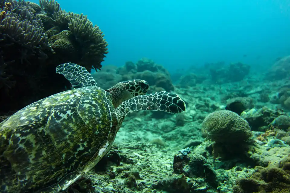 A turtle on the reef while diving off Nusa Penida