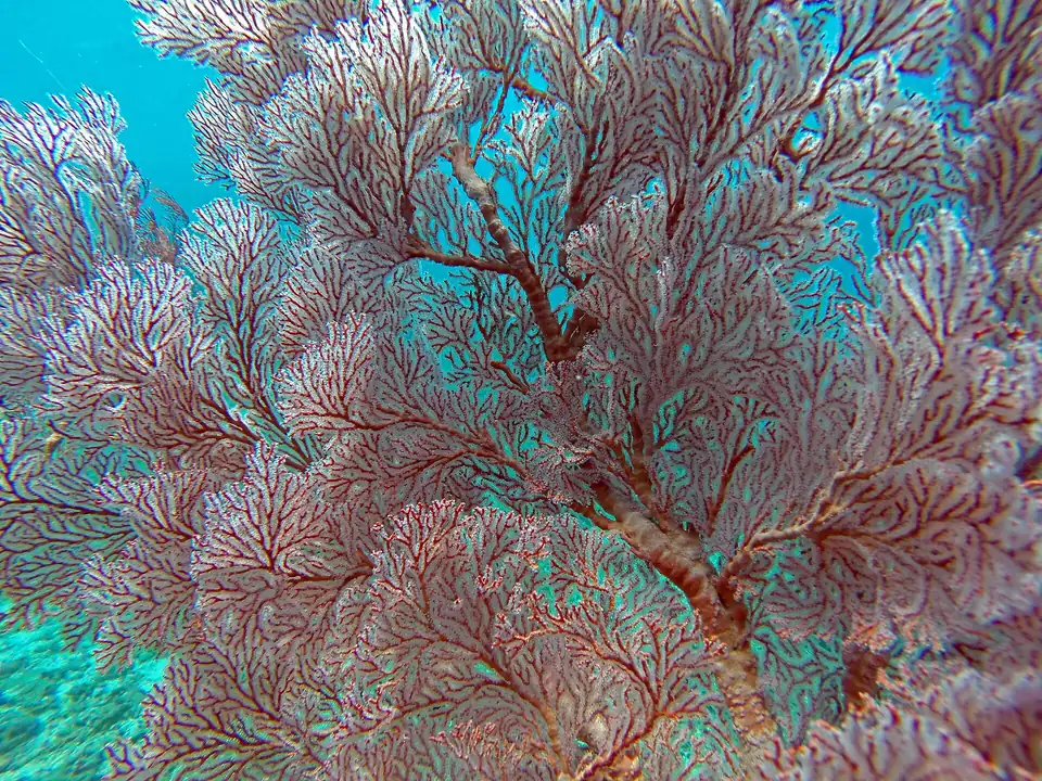 A red soft coral fan on a Bali reef