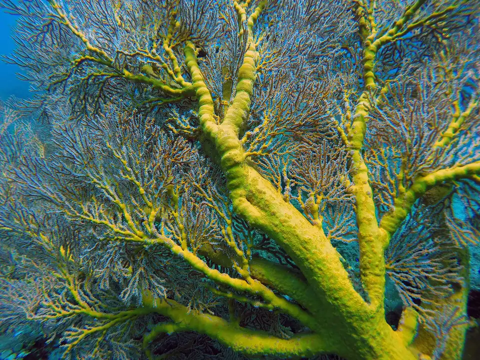 A yellow soft coral on a Bali reef
