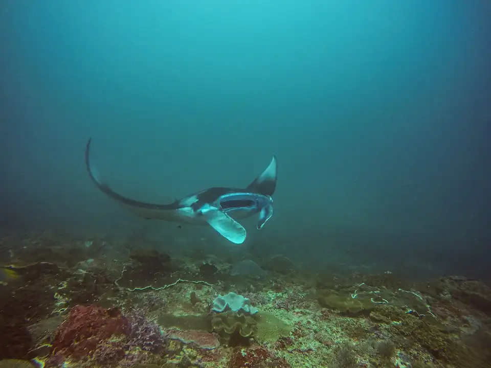 A manta ray over the reef at Manta Bay, Nusa Penida