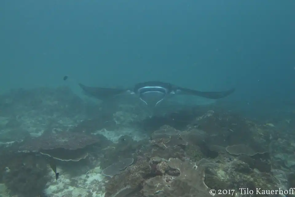 A manta ray approaching a group at Manta Point off Nusa Penida