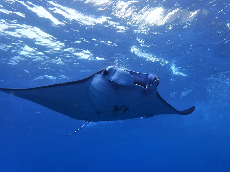 A manta ray swimming just below the surface off Nusa Penida
