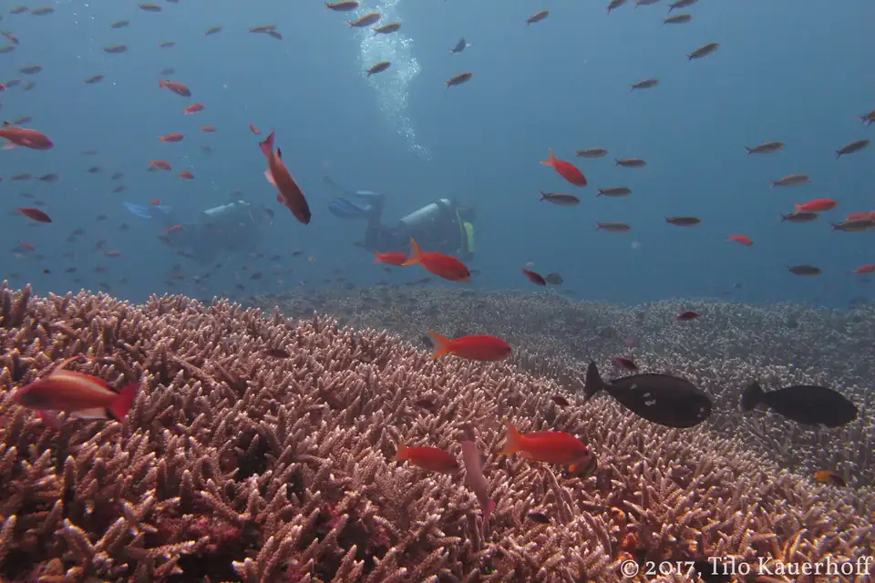 Red reef fish over the coral on a drift off Nusa Penida