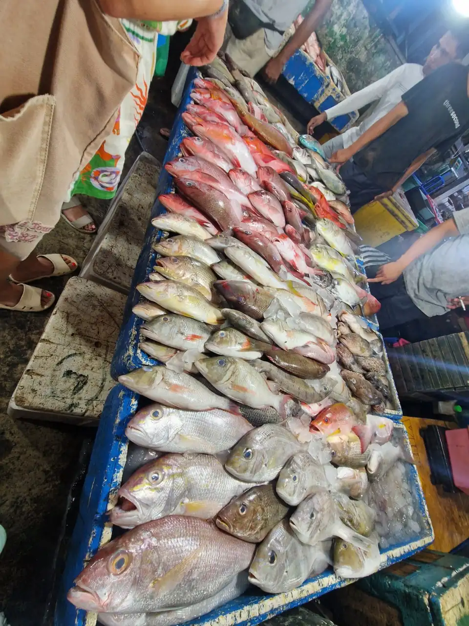 Reef fish laid out on ice at a Bali fish market, with buyers picking over the trays