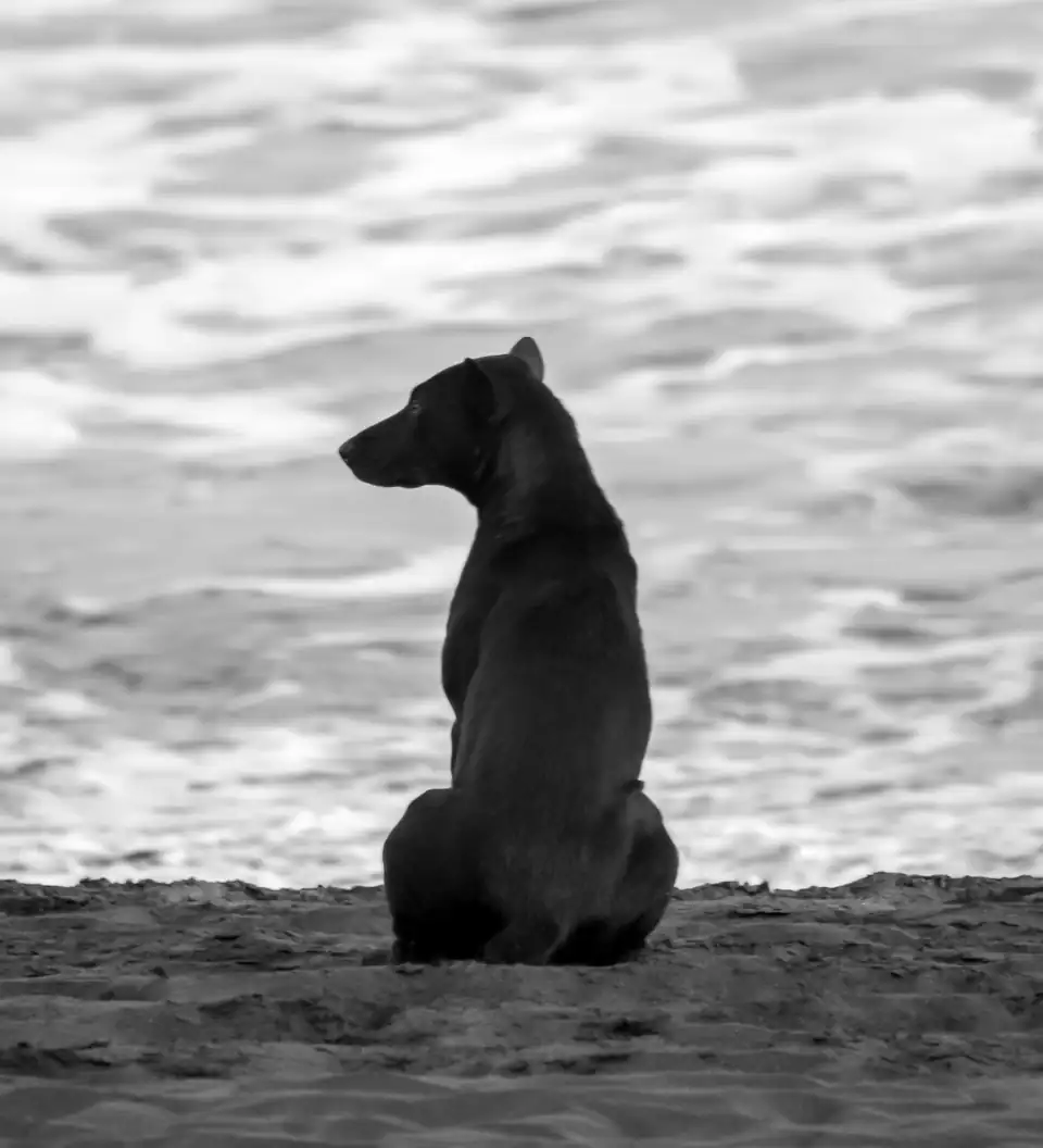 A street dog sitting on a beach in Bali