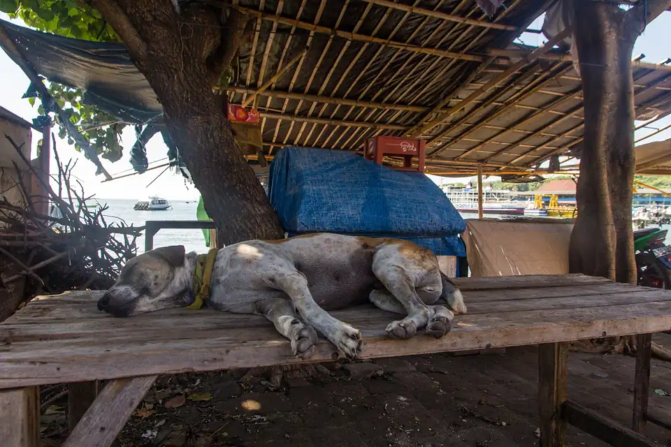 A dog asleep on a wooden platform at Padangbai, Bali
