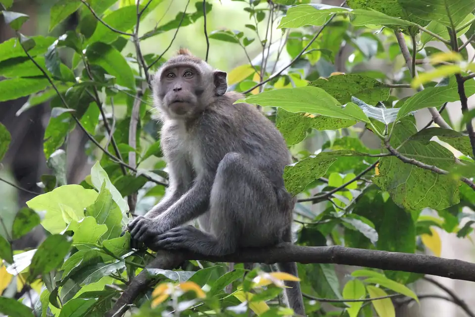 A crab-eating macaque on a branch in the Ubud Monkey Forest