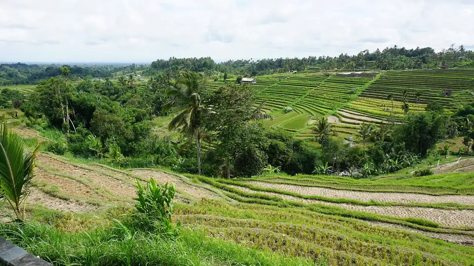 Rice terraces at Jatiluwih under a cloudy sky, with harvested stubble in the foreground and green terraces of young rice beyond