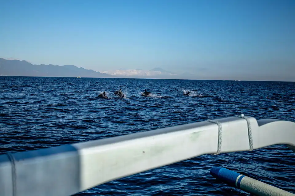 Dolphins in the sea off Lovina