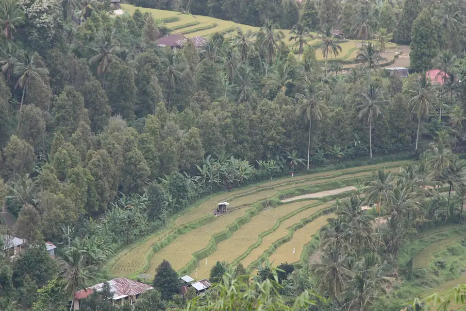 Rice terraces in the valley at Munduk