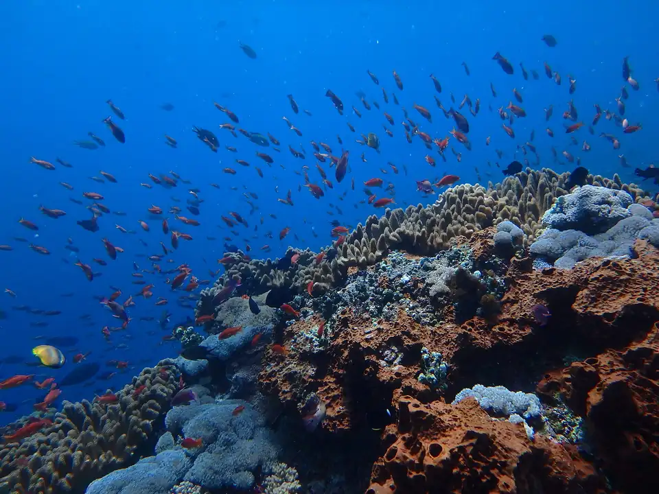 Coral reef in the water between Lembongan and Penida