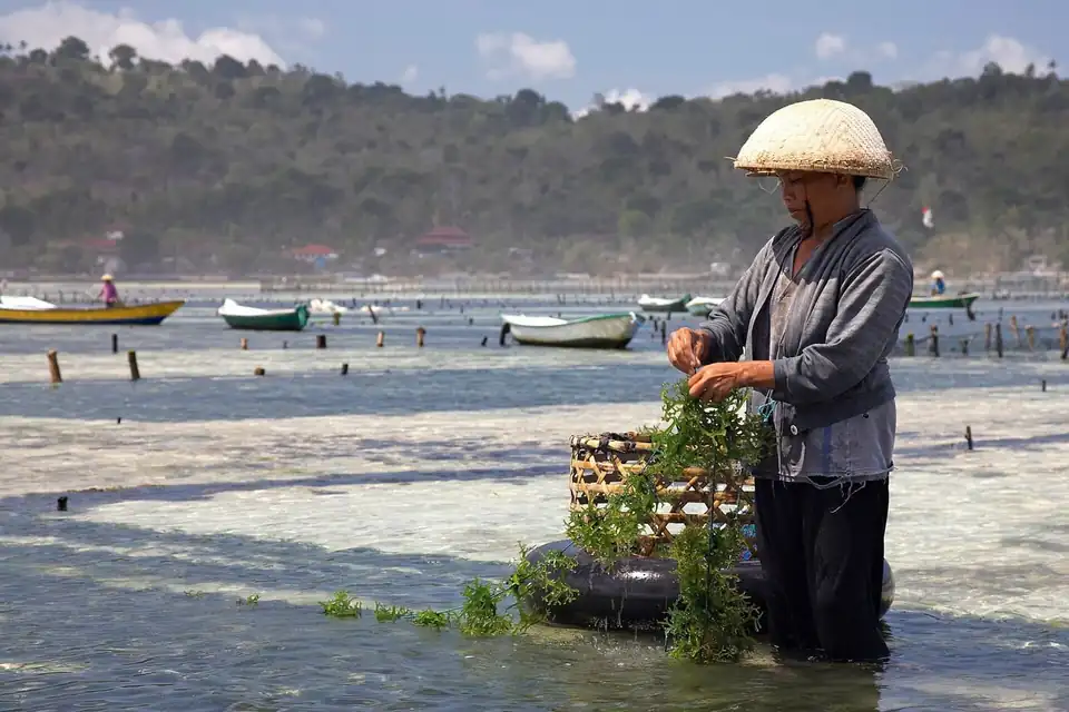 A seaweed farmer working the shallows off Nusa Lembongan