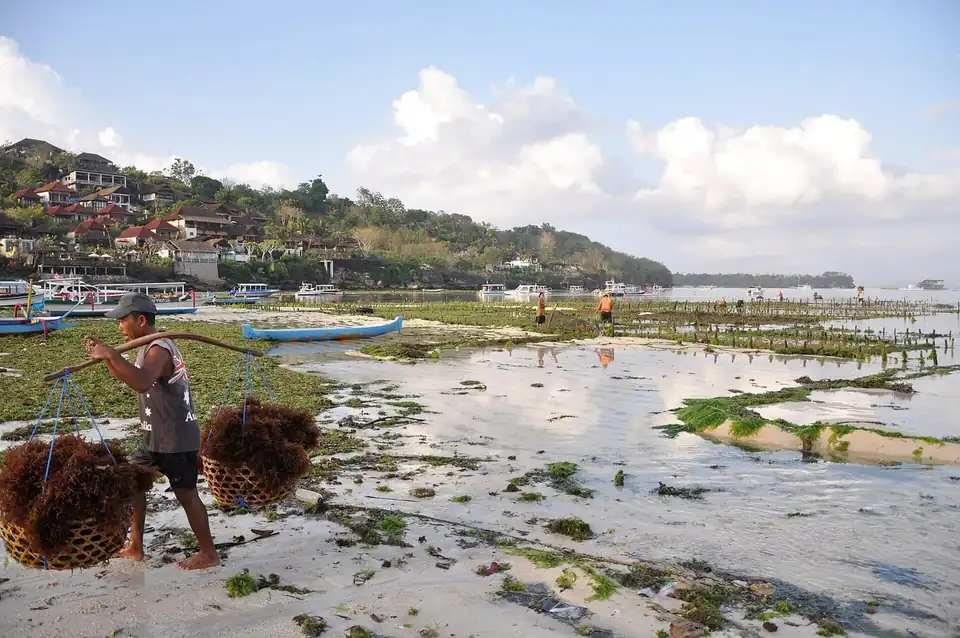 Carrying harvested seaweed up the beach at Nusa Lembongan