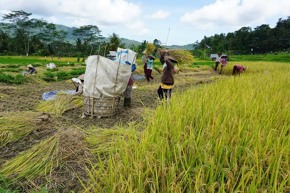 Farmers harvesting rice in the fields at Sidemen, Karangasem