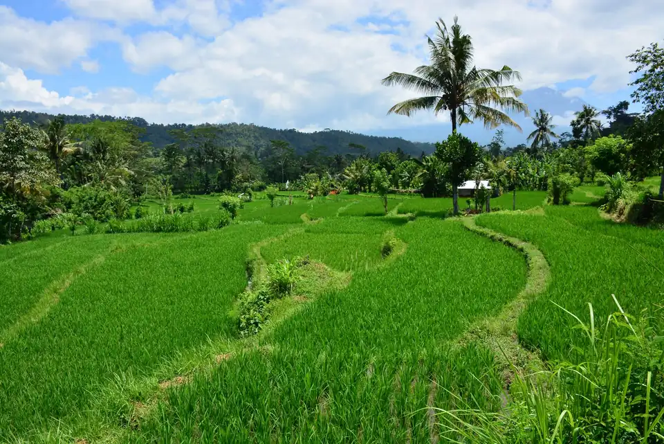 Green rice terraces in the Sidemen countryside