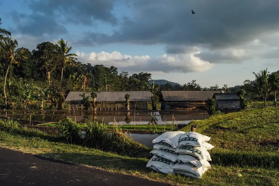 Rice fields and palms in the Sidemen valley