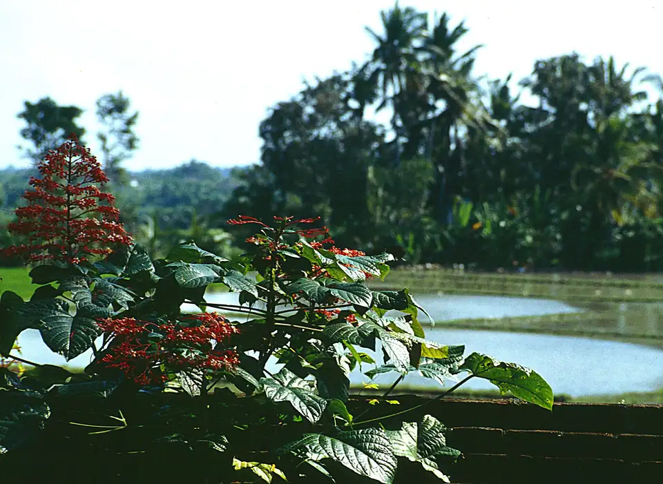Flowering shrubs in front of the rice fields at Pejeng, east of Ubud
