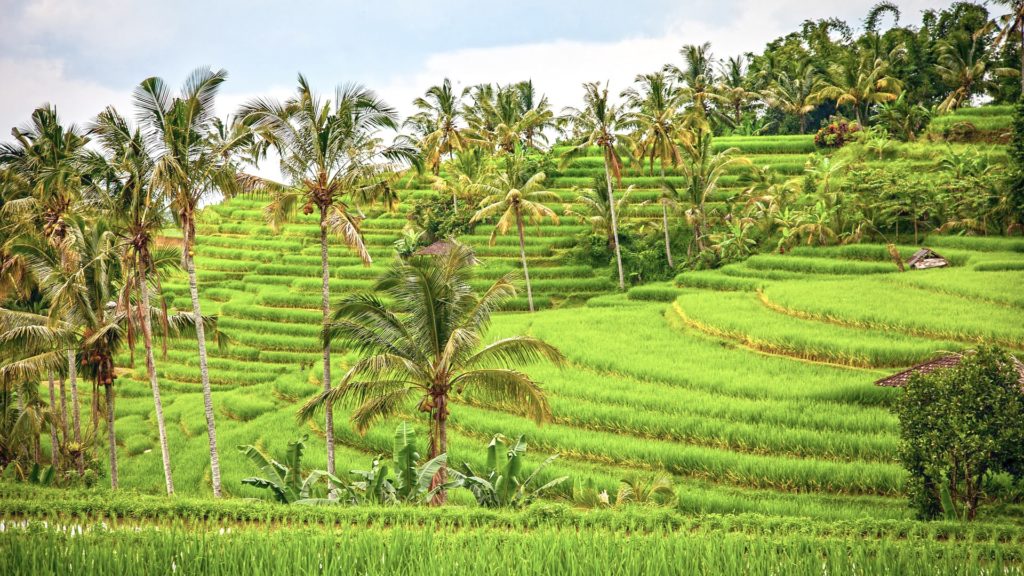 Tegalalang rice terraces in Ubud