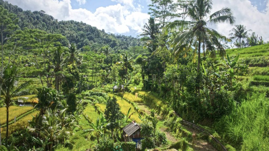 Sidemen rice terraces in Bali