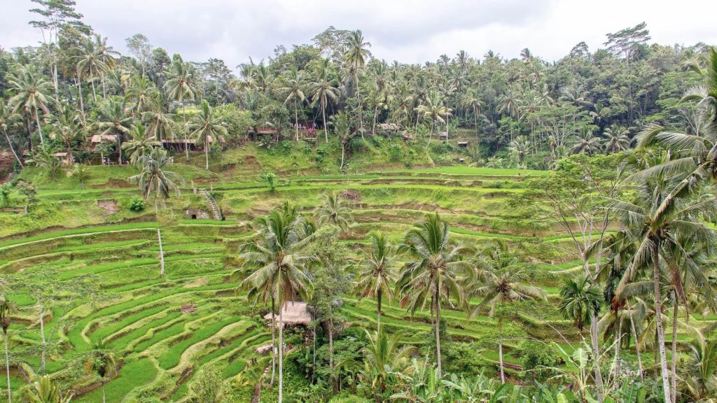 Tegalalang rice terraces in Ubud
